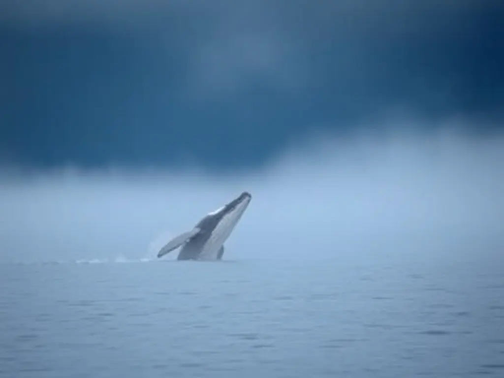 Free ways to observe North Atlantic Right Whale Day in Mass.