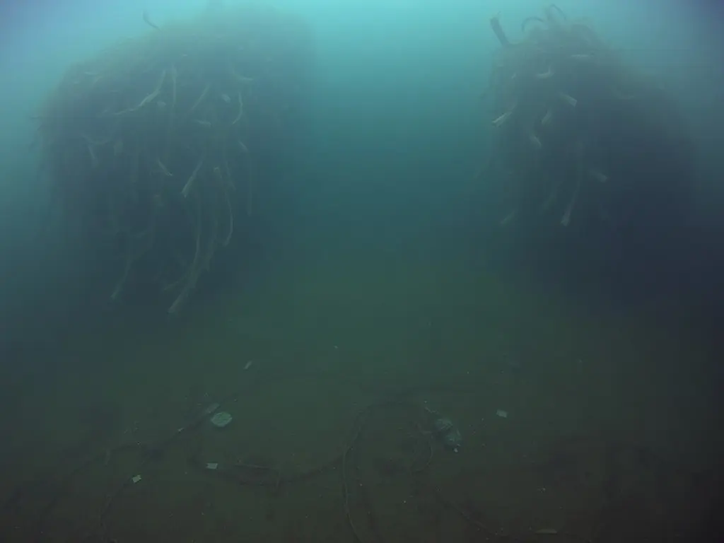 Sewage having 'alarming' impact on underwater forests along UK coast
